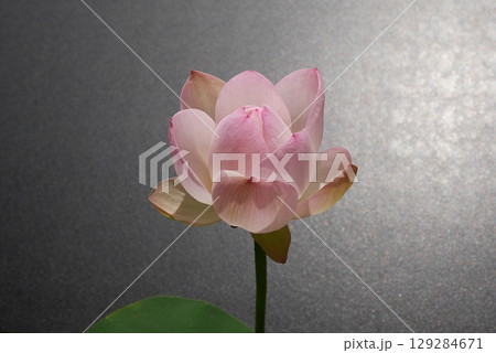 茶碗蓮の花（黒背景）20250703 129284671