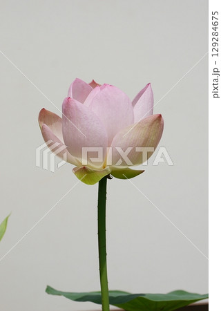 茶碗蓮の花（白背景）20250703 129284675