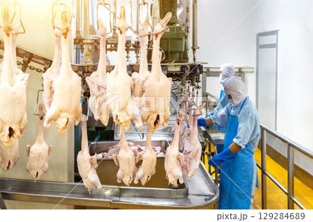 Several factory employees workers, in the production process of selecting the ducks hanging from the hooks of the conveyor belt to making the duck meat cuts. 129284689