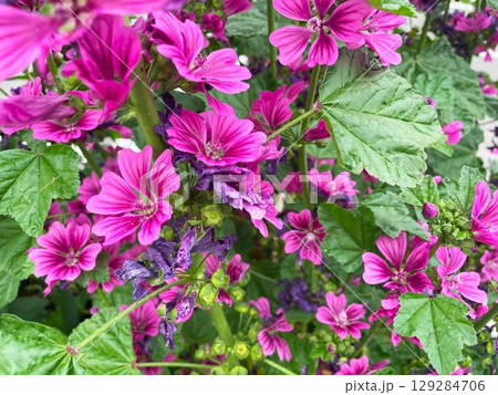 鮮やかな赤紫のゼニアオイ（コモンマロウ）の花-薬草やハーブ、ナチュラルデザイン、季節の花素材に 129284706