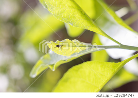 Insect Nymph on Green Leaf Close-Up Macro Insect Nymph on Green Leaf Close-Up Macro 129284747