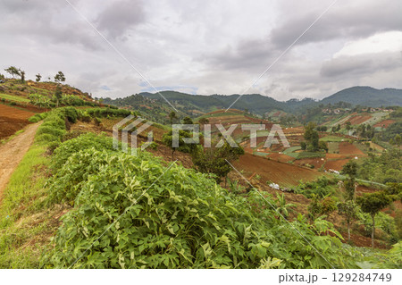 Terraced Farmland on Rolling Hills Landscape 129284749