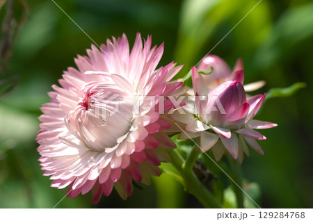 夏の陽射を浴びて咲くテイオウカイザイクの花 夏の陽射を浴びて咲くテイオウカイザイクの花 129284768