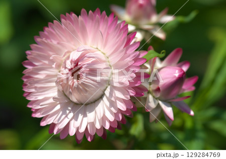 夏の陽射を浴びて咲くテイオウカイザイクの花 夏の陽射を浴びて咲くテイオウカイザイクの花 129284769