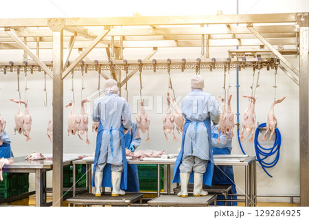 Several factory employees workers, in the production process of selecting the ducks hanging from the hooks of the conveyor belt to making the duck meat cuts. Several factory employees workers, in the production process of selecting the ducks hanging from the hooks of the conveyor belt to making the duck meat cuts. 129284925