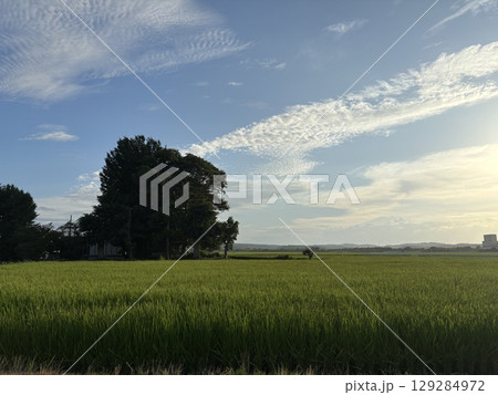 夏空の下に広がる新潟の田園風景 夏空の下に広がる新潟の田園風景 129284972