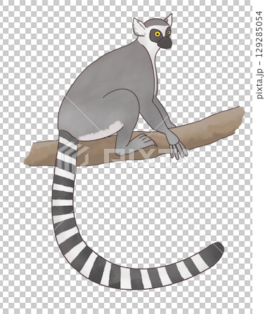 木の上にいるワオキツネザル 木の上にいるワオキツネザル 129285054