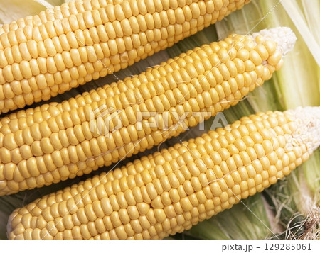 Fresh corn heads lie on corn leaves and corn silk on the table after cleaning, close up. Preparing corn for cooking. Natural food, healthy nutrition, yellow kernels, organic vegetable 129285061