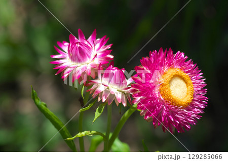 夏の陽射を浴びるテイオウカイザイクの蕾と花 129285066