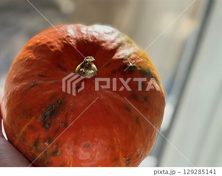 Pumpkin held in hand glowing in sunbeams. Autumn harvest and healthy seasonal food. Halloween theme Pumpkin held in hand glowing in sunbeams. Autumn harvest and healthy seasonal food. Halloween theme 129285141