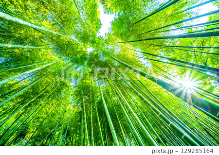 日本の横浜都市景観8月6日。緑色に染まる竹林と木漏れ日。強い夕方の日差し…猛烈な暑さ… 129285164