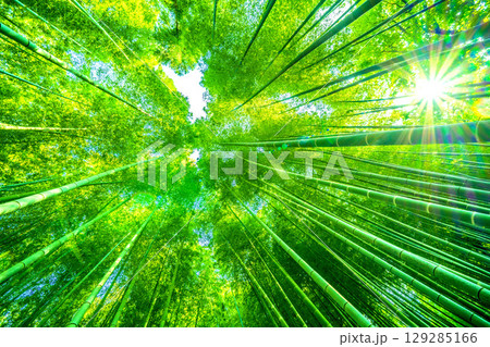 日本の横浜都市景観8月6日。緑色に染まる竹林と木漏れ日。強い夕方の日差し…猛烈な暑さ… 129285166