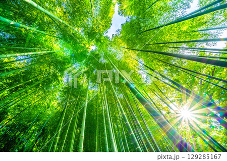 日本の横浜都市景観8月6日。緑色に染まる竹林と木漏れ日。強い夕方の日差し…猛烈な暑さ… 日本の横浜都市景観8月6日。緑色に染まる竹林と木漏れ日。強い夕方の日差し…猛烈な暑さ… 129285167