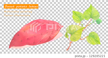 水彩で描いたさつまいものベクターイラスト 129285221