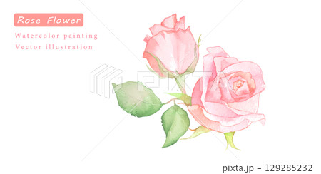 水彩で描いたピンクのバラのベクターイラスト 129285232