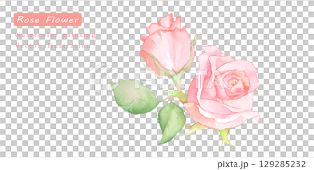 水彩で描いたピンクのバラのベクターイラスト 129285232