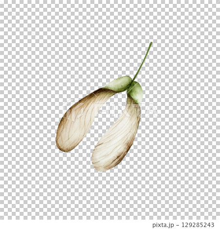 Watercolor autumn maple tree seed in warm autumn tones. Botanical hand drawn Helicopter seed, samara fruit. illustration isolated on background. Ideal for seasonal, halloween, forest, or nature-themed Watercolor autumn maple tree seed in warm autumn tones. Botanical hand drawn Helicopter seed, samara fruit. illustration isolated on background. Ideal for seasonal, halloween, forest, or nature-themed 129285243