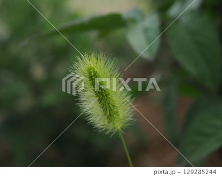 静かに揺れる猫じゃらし　エノコログサ 129285244