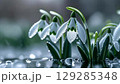 雪の花＊スノードロップ 129285348