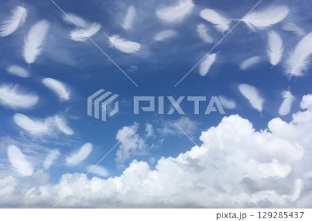 青空にふわふわと舞い上がる、白い鳥の羽 青空にふわふわと舞い上がる、白い鳥の羽 129285437