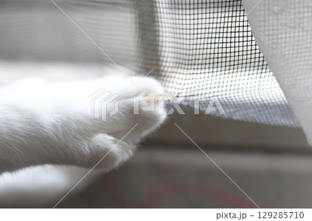 爪が網戸に引っかかった猫の瞬間 129285710