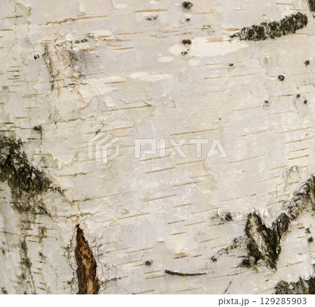The birch bark texture or background. Macro shot is made by means of stacking technology trunk. Texture made of birch tree bark. Beautiful birch trunk background. Conceptual image. Peaceful nature. 129285903