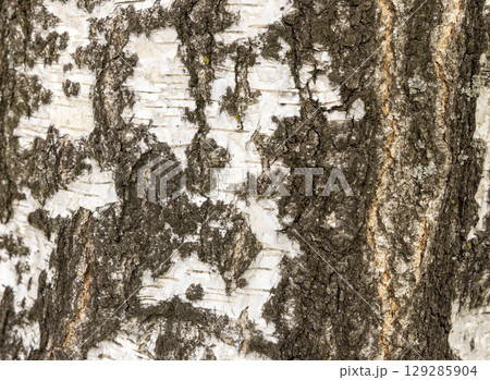 The birch bark texture or background. Macro shot is made by means of stacking technology trunk. Texture made of birch tree bark. Beautiful birch trunk background. Conceptual image. Peaceful nature. 129285904