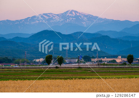 夕焼けに染まる白山と麦畑　6月撮影　石川県・加賀平野 129286147