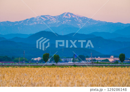 夕焼けに染まる白山と麦畑　6月撮影　石川県・加賀平野 129286148