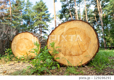 Freshly cut tree trunks showing growth rings in forest setting 129286291