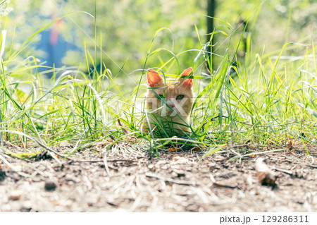 Ginger cat hiding in green grass on a sunny day Ginger cat hiding in green grass on a sunny day 129286311