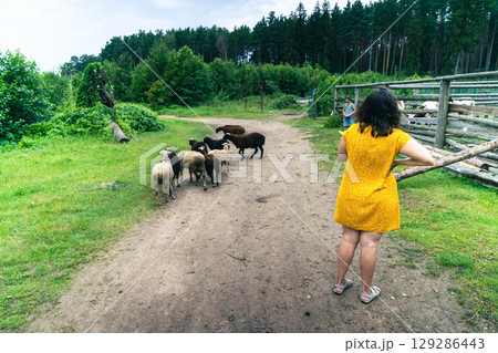 Farmer guiding sheep along path near wooden fence in countryside 129286443