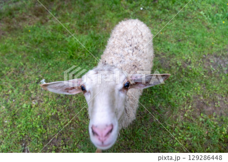 Sheep standing on green grass in meadow looking at camera 129286448
