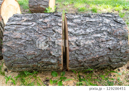 Freshly cut tree log with visible rings 129286451