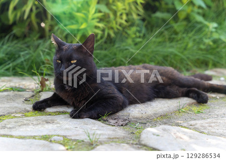 Black cat relaxing in a garden on stone pavement 129286534