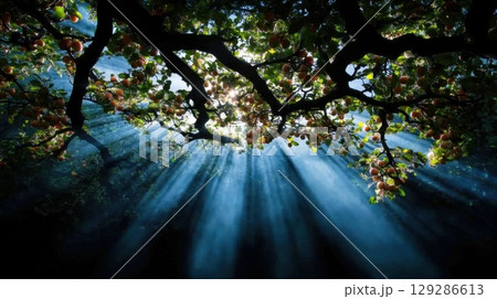 Sunlight filtering through apple tree branches laden with fruit in a lush orchard 129286613
