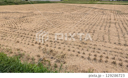 田んぼ 田んぼ 129286723