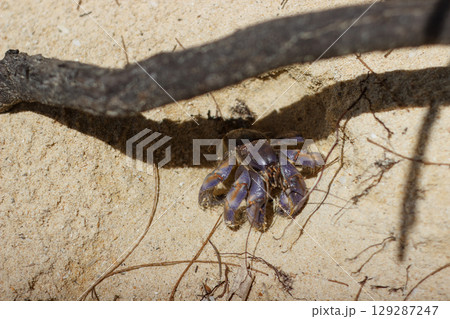 自然の中で見かけた砂地の上のヤシガニ 自然の中で見かけた砂地の上のヤシガニ 129287247