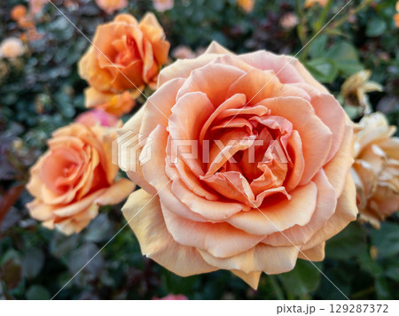 Close-up of a blooming peach rose. Floral macro shot with a blurred garden background. Ideal for botanical themes, nature concepts 129287372