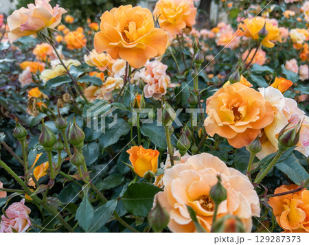 Orange rose in bloom among green leaves Orange rose in bloom among green leaves 129287373