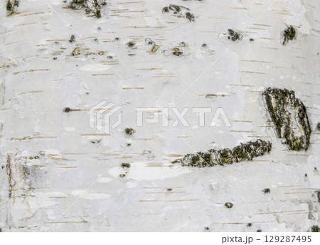The birch bark texture or background. Macro shot is made by means of stacking technology trunk. Texture made of birch tree bark. Beautiful birch trunk background. Conceptual image. Peaceful nature. 129287495