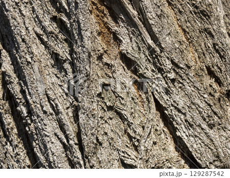 Olive tree bark pinaster trunk symbol. Texture made of olive tree bark . Beautiful olive tree bark trunk background. Greece, Conceptual image. Peaceful nature. 129287542