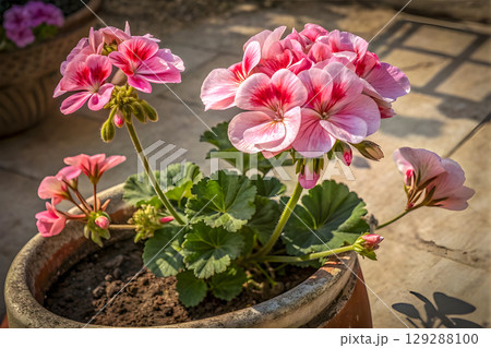 beautiful pink flower in a pot 129288100