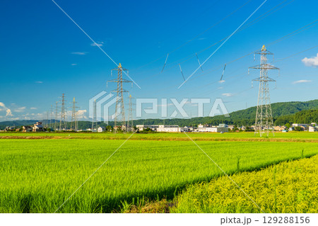 《新潟県》田園風景に立つ送電線 129288156