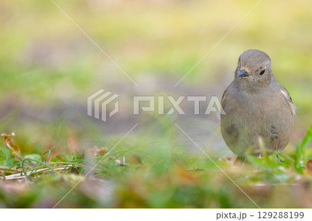 地面を歩くジョウビタキのメス・コピースペース 129288199