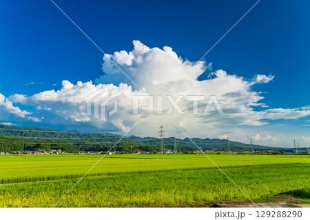 《新潟県》夏の田園風景・長岡の大地 《新潟県》夏の田園風景・長岡の大地 129288290