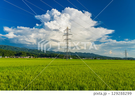 《新潟県》夏の田園風景・長岡の大地 129288299