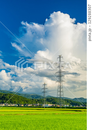 《新潟県》夏の田園風景・長岡の大地 129288307