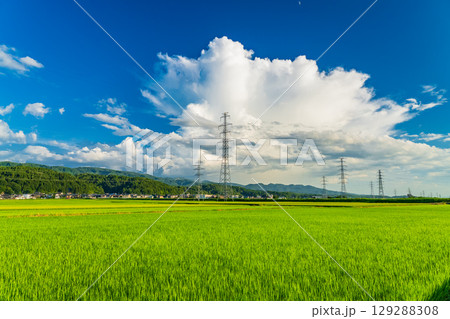 《新潟県》夏の田園風景・長岡の大地 129288308