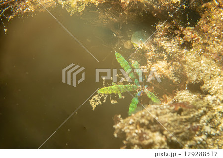 A close-up picture of underwater sea weed in Puerto Galera, Philippines A close-up picture of underwater sea weed in Puerto Galera, Philippines 129288317